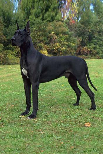 why do great danes lean