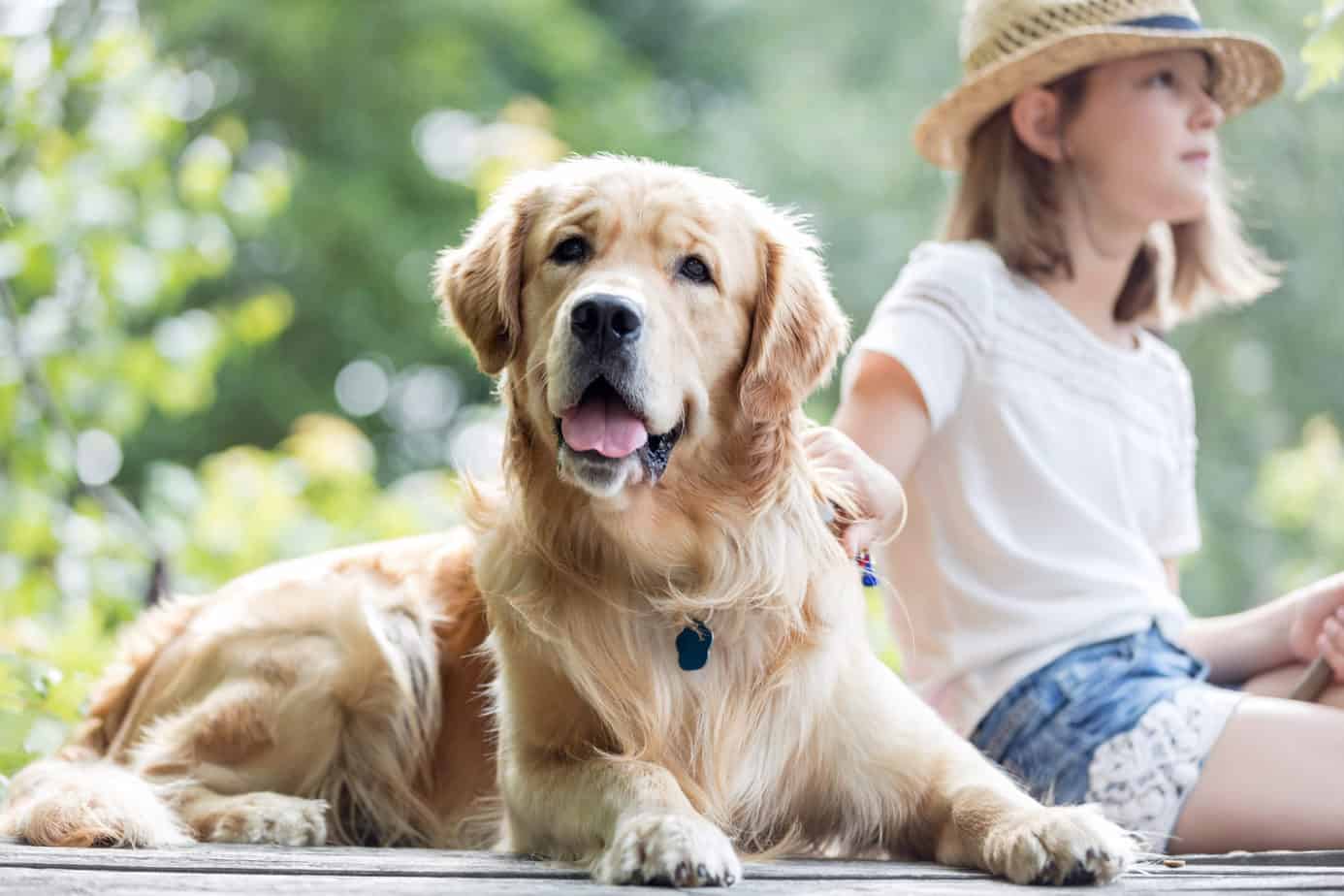 which-service-dog-registry-is-legit-dog-breeds-central