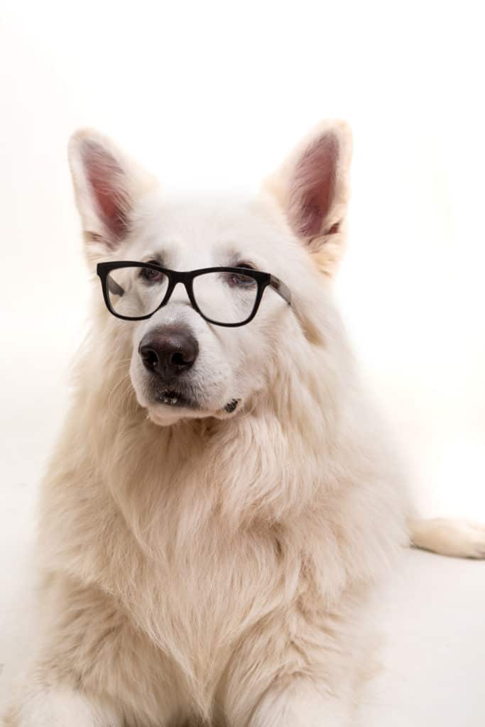 do-dogs-see-colors-how-good-is-their-eyesight-dog-breeds-central