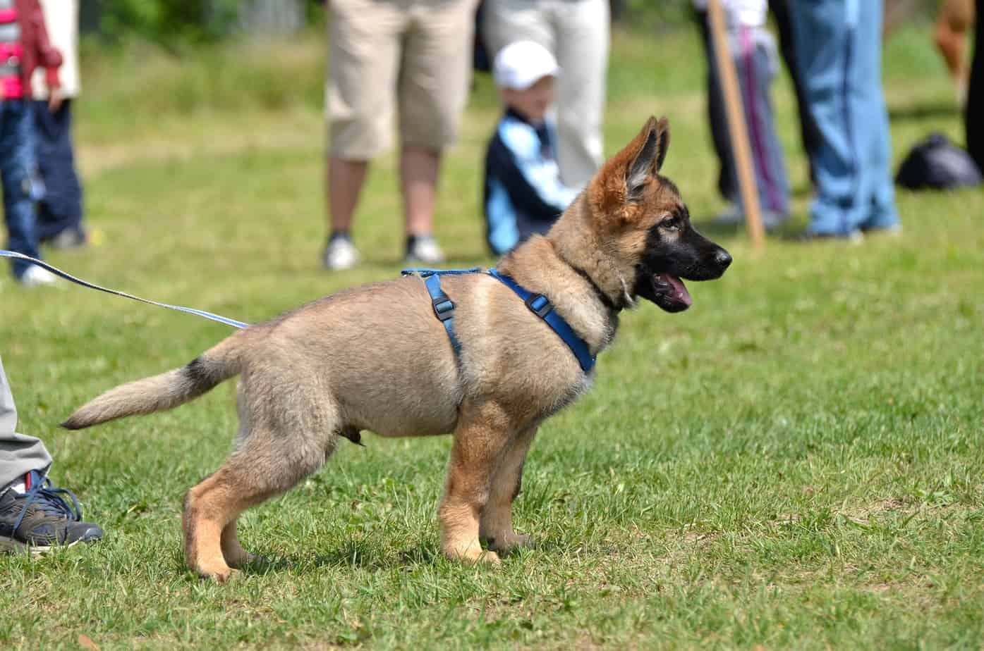 how-long-do-german-shepherds-live-dog-breeds-central