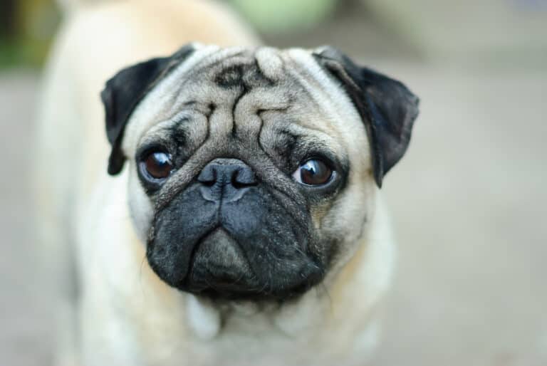 Complete Breed Guide For Pugs: Health Concerns, Food, Exercise ...