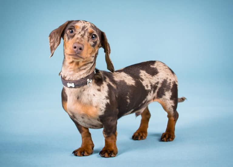 how-long-do-miniature-dachshunds-live-what-health-concerns-do-they