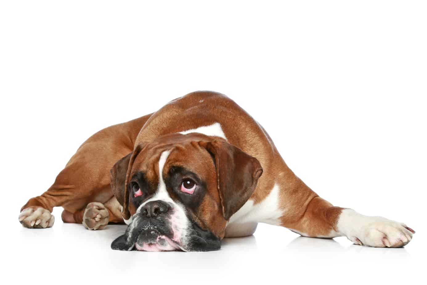 How Long Do Boxers Live? What Health Conditions Do They Have? – Dog ...