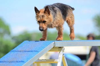 do australian terriers need grooming