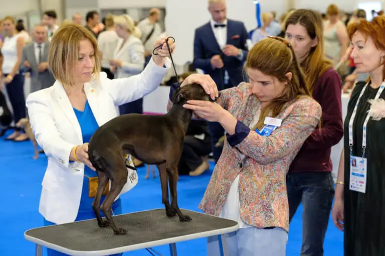 How Can I A Dog Show Judge? Dog Breeds Central