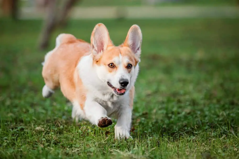 Complete Guide To The Pembroke Welsh Corgi: Personality, Grooming ...