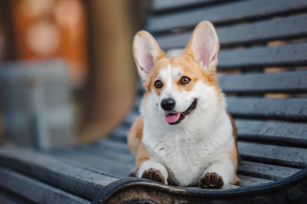 Complete Guide To The Pembroke Welsh Corgi: Personality, Grooming ...