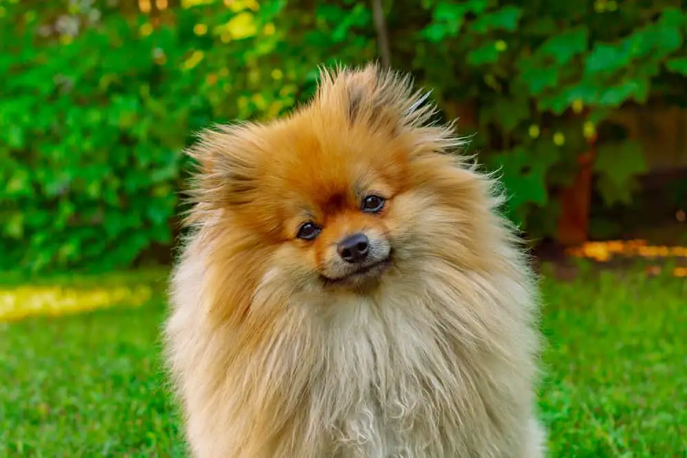 Complete Guide To The Pomeranian: Care, Grooming, Feeding and More ...