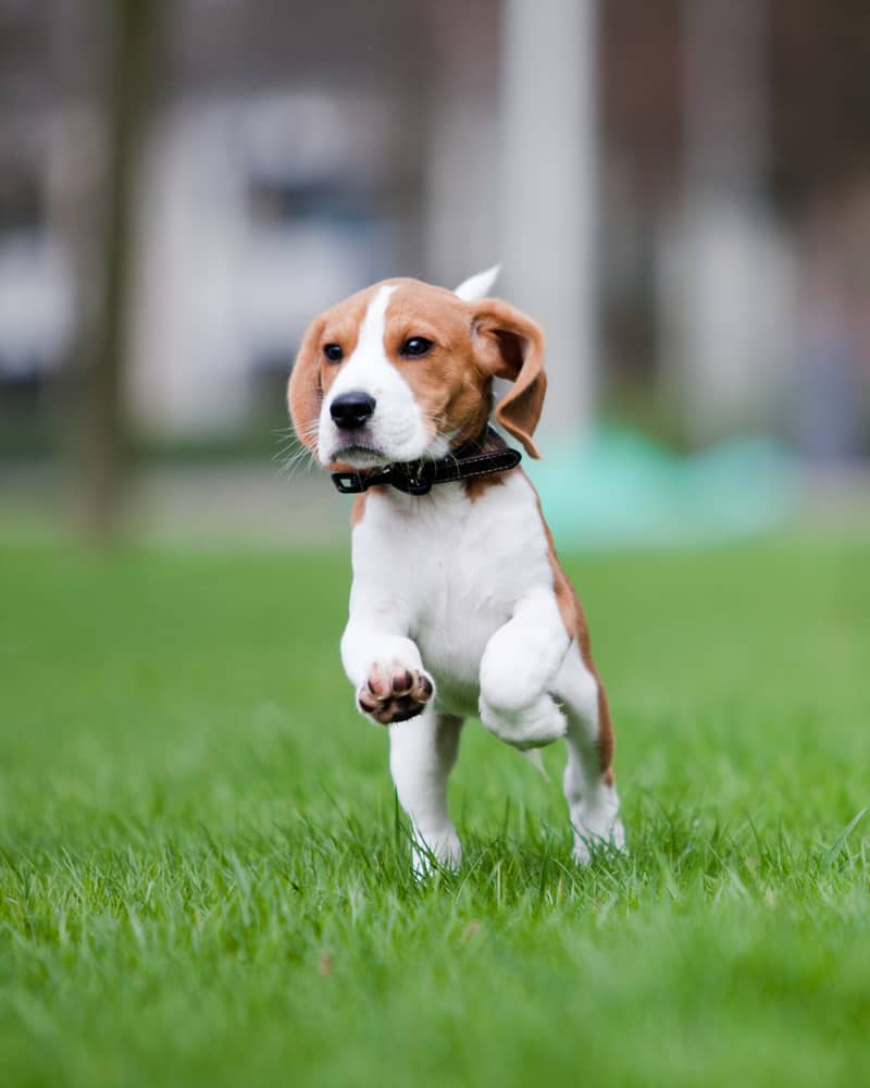 how long do beagles live in dog years