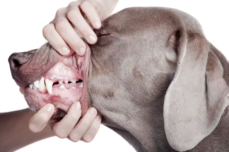 when-do-dogs-lose-their-baby-teeth-dog-breeds-central