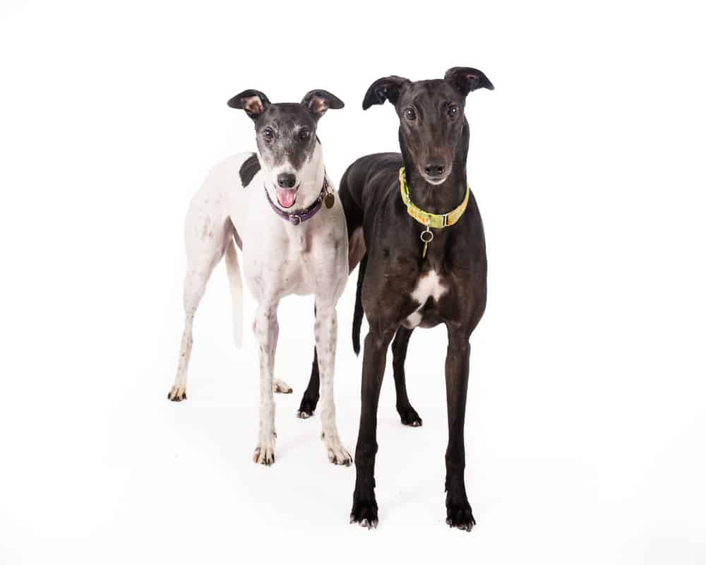 Complete Guide To The Greyhound Care, Feeding, Grooming and More Dog