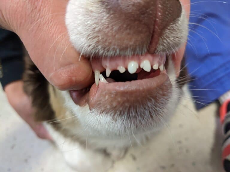 When Do Dogs Lose Their Baby Teeth? – Dog Breeds Central