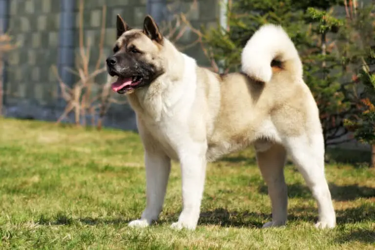 Complete Guide To The Akita: Health, Feeding, Exercise and More - Dog