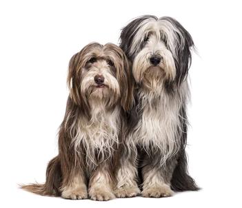 how to cut a bearded collie