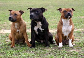 what is the difference between a pit bull and a staffordshire terrier