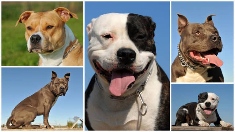 Complete Guide To The American Staffordshire Terrier: Health, Feeding ...