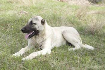 are kangal shepherd dogs calm