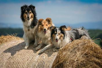 how much exercise does a sheltie dog need