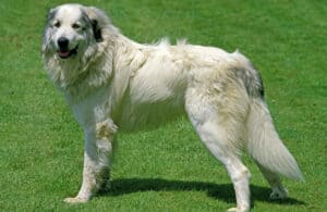 pyrenees anatolian grooming complete pyr