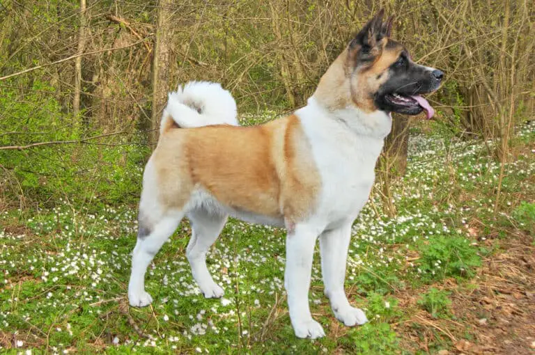 Complete Guide To The Akita: Health, Feeding, Exercise and More - Dog