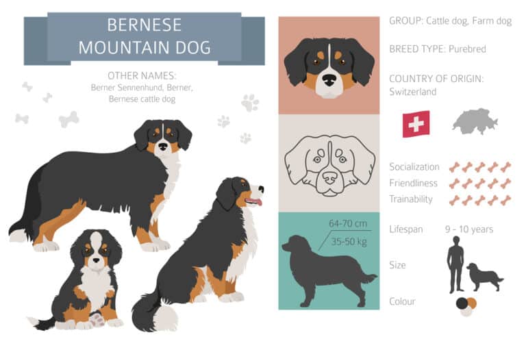 Complete Guide To The Bernese Mountain Dog: Care, Grooming, Feeding and