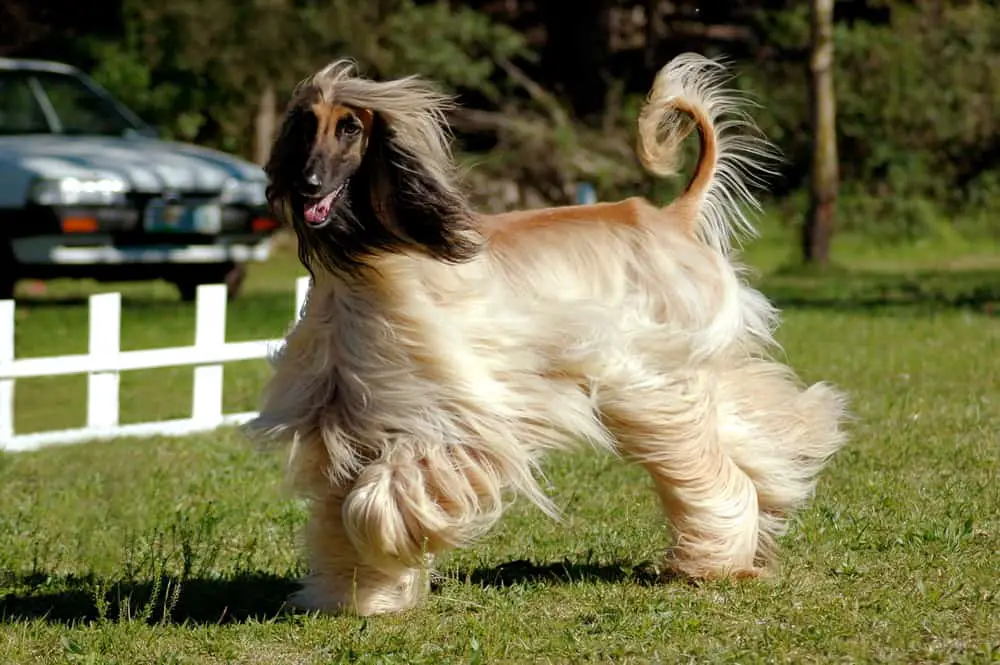 how do you groom afghan hound