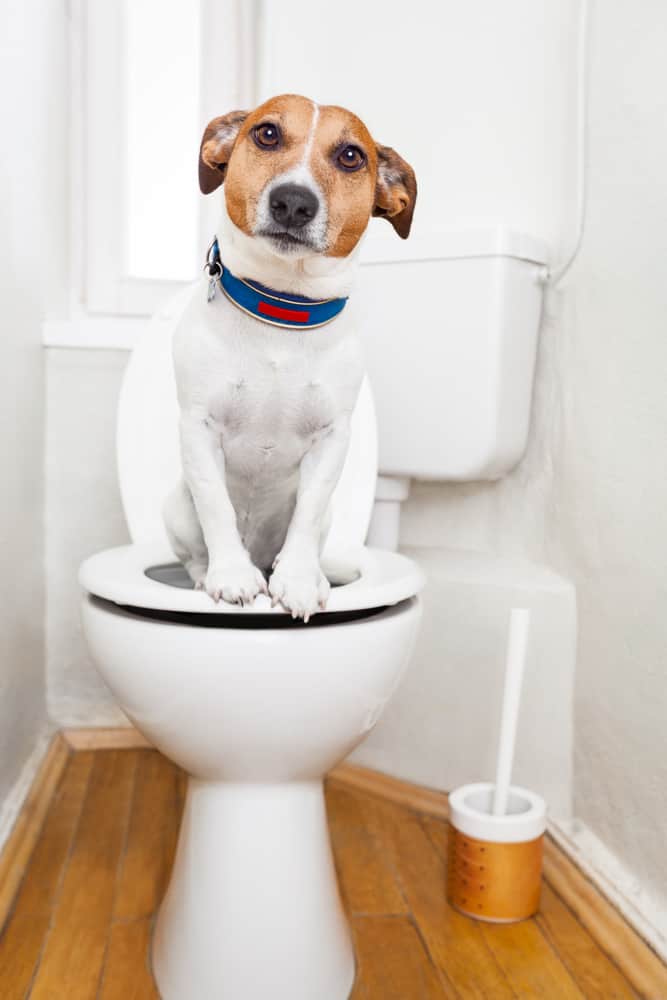 why-does-my-puppy-have-diarrhea-how-to-know-when-it-s-an-issue-dog