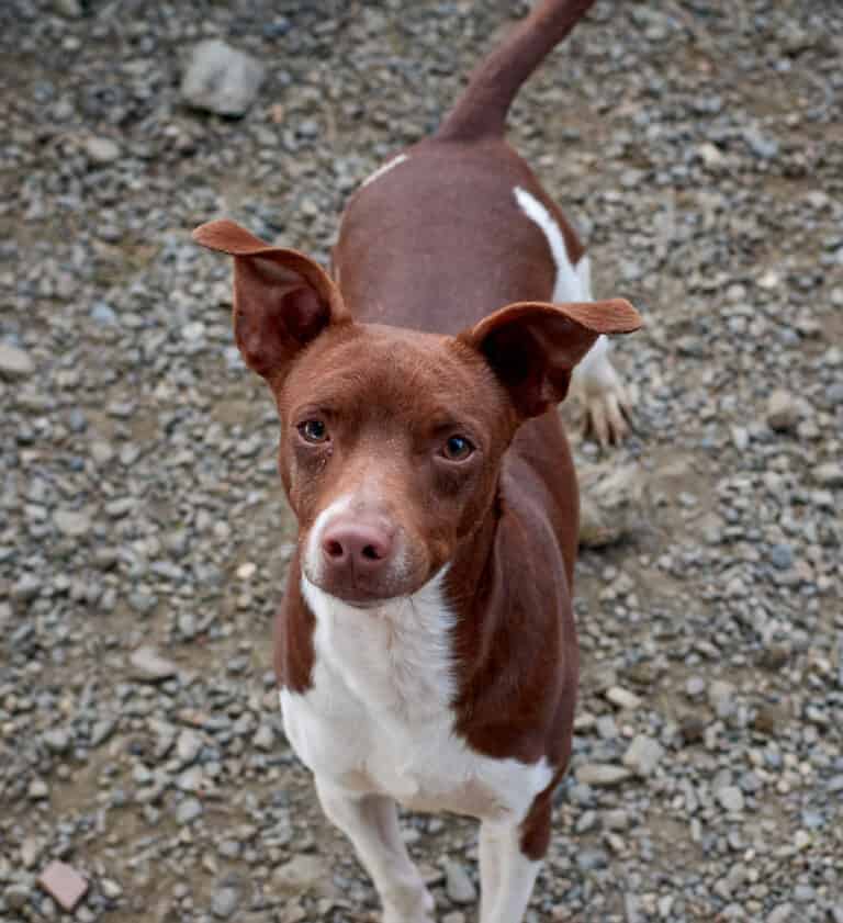 complete-guide-to-the-rat-terrier-health-personality-feeding-and