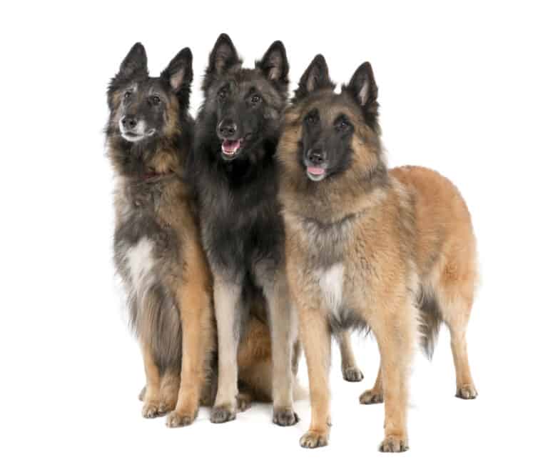 Complete Guide To The Belgian Tervuren: Personality, Health, Exercise ...