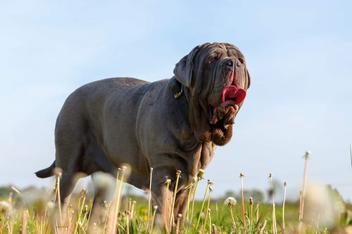 how to care for a beginner neapolitan mastiff