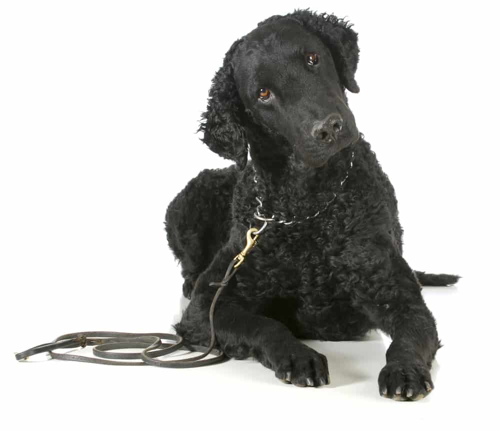 Complete Guide To The Curly Coated Retriever: Health, Personality ...