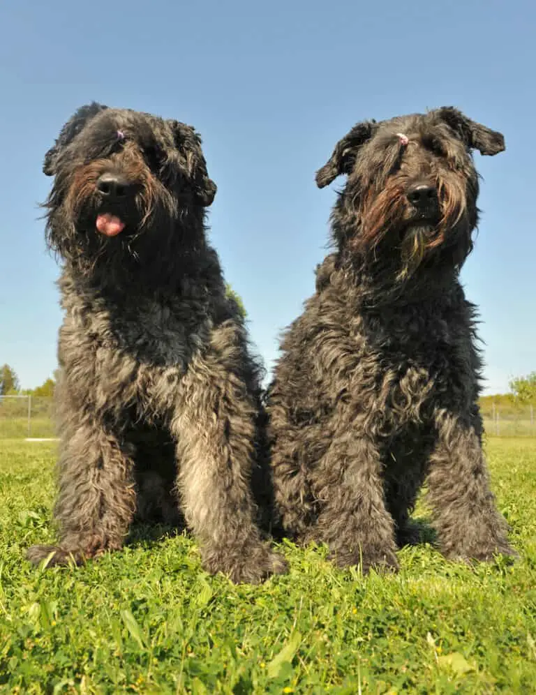 The Bouvier des Flandres: A Review of This Majestic Breed