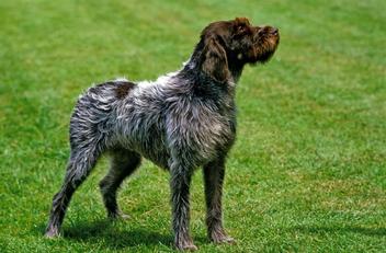 what does a 5 month old wirehaired pointing griffon puppy like to eat