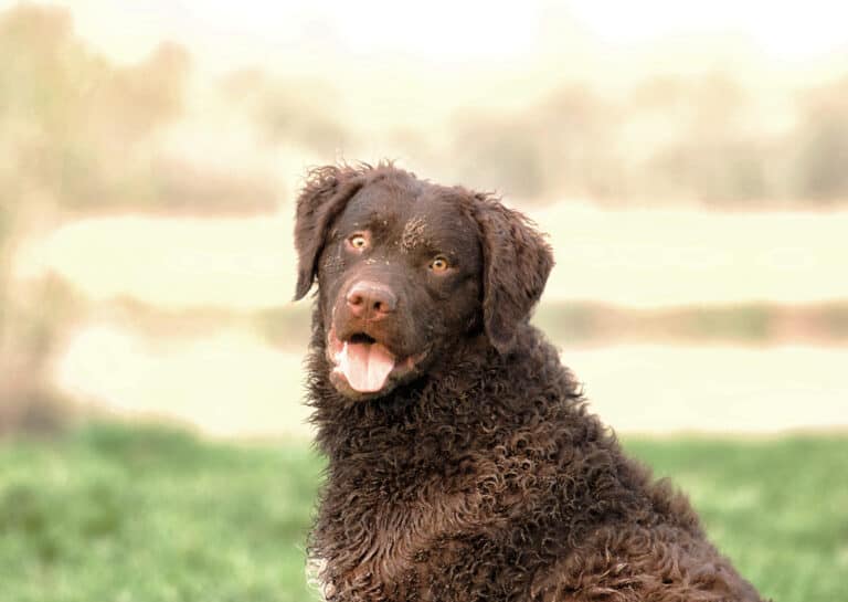 Complete Guide To The Curly Coated Retriever: Health, Personality ...