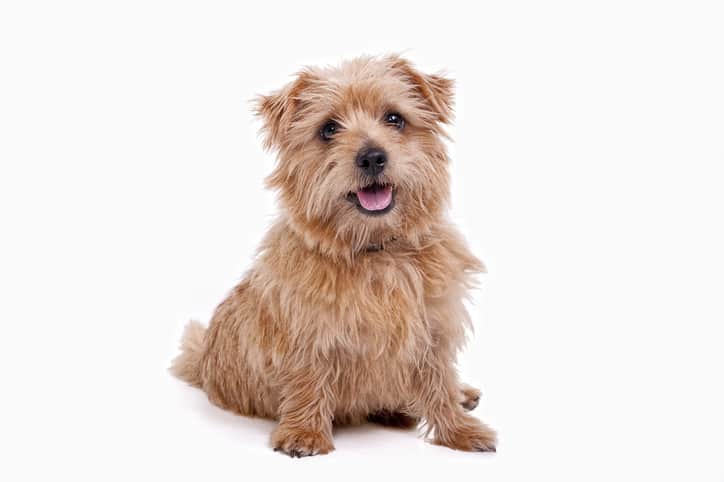 Complete Guide To The Norfolk Terrier Grooming Personality Health And More Dog Breeds Central